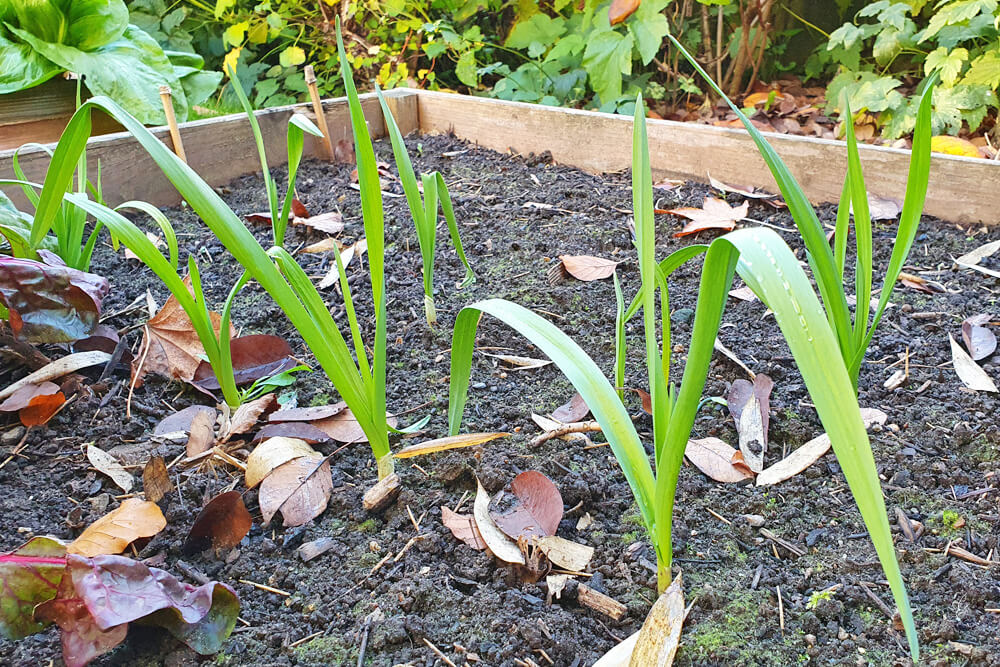 Knoblauch anbauen: Im Herbst gesteckte Zehen zeigen noch vor dem Winter das erste Grün.