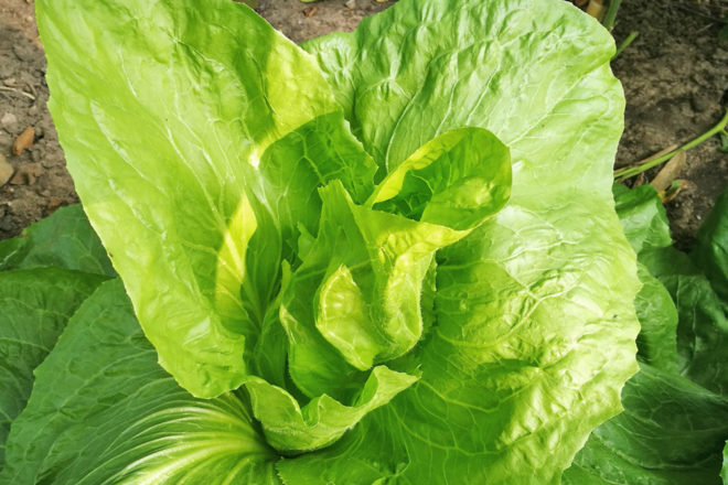 Jetzt Wintersalat Anbauen Von Asia Salat Bis Zuckerhut Frau Schuttler