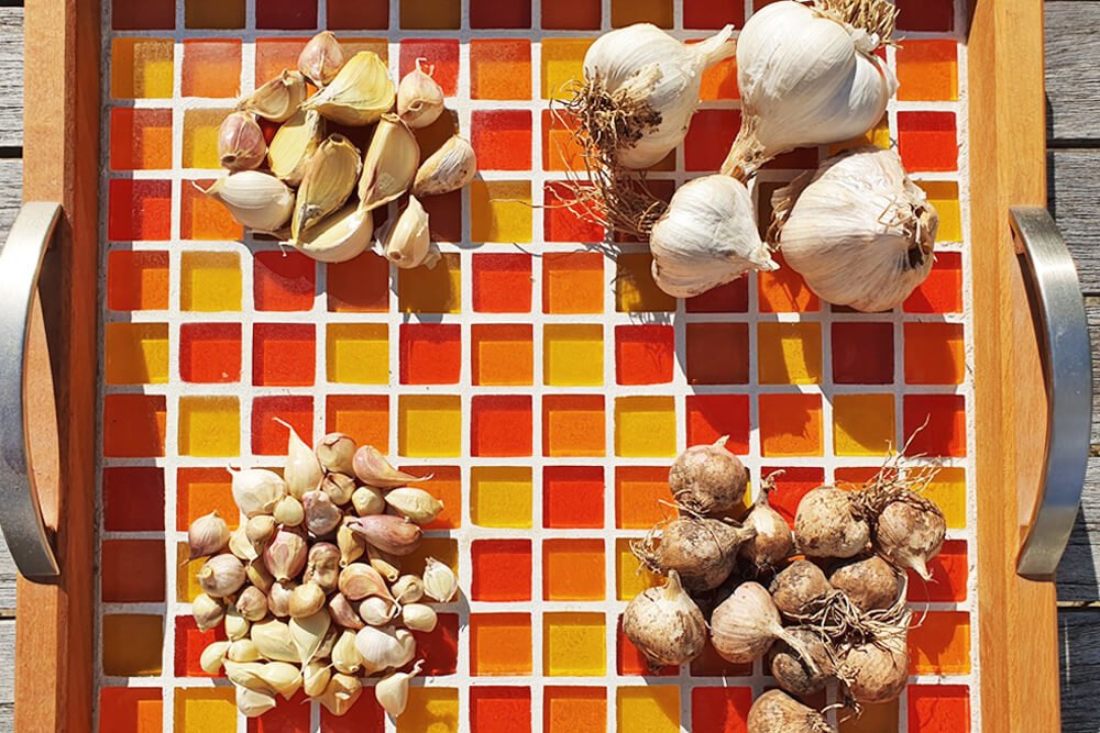 Knoblauch anbauen: Knoblauchknollen wachsen aus Zehen, Brutzwiebeln oder Rundlingen.